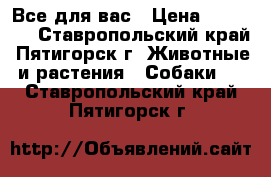 Все для вас › Цена ­ 40 000 - Ставропольский край, Пятигорск г. Животные и растения » Собаки   . Ставропольский край,Пятигорск г.